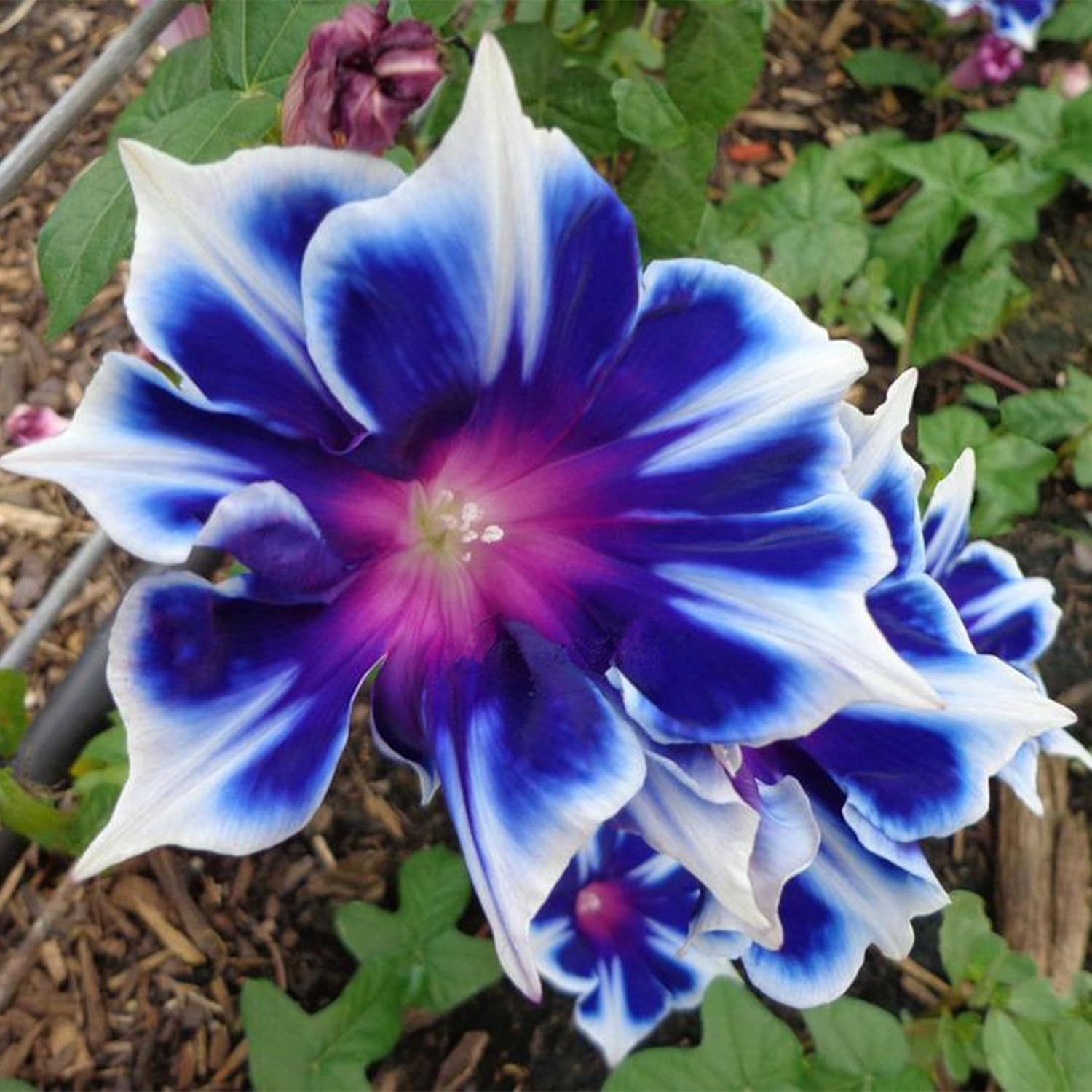 KVITER 100 Blue & White Morning Glory Seeds (Ipomoea) – Perennial Flower Seeds f