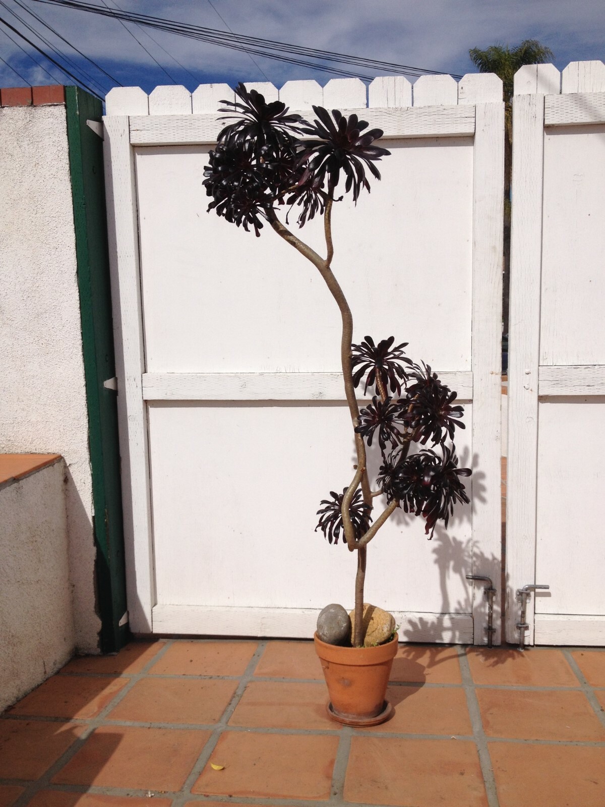 Large Purple Aeonium, Aeonium arboreum ‘Zwartkop’, Black Rose Aeonium arboreum