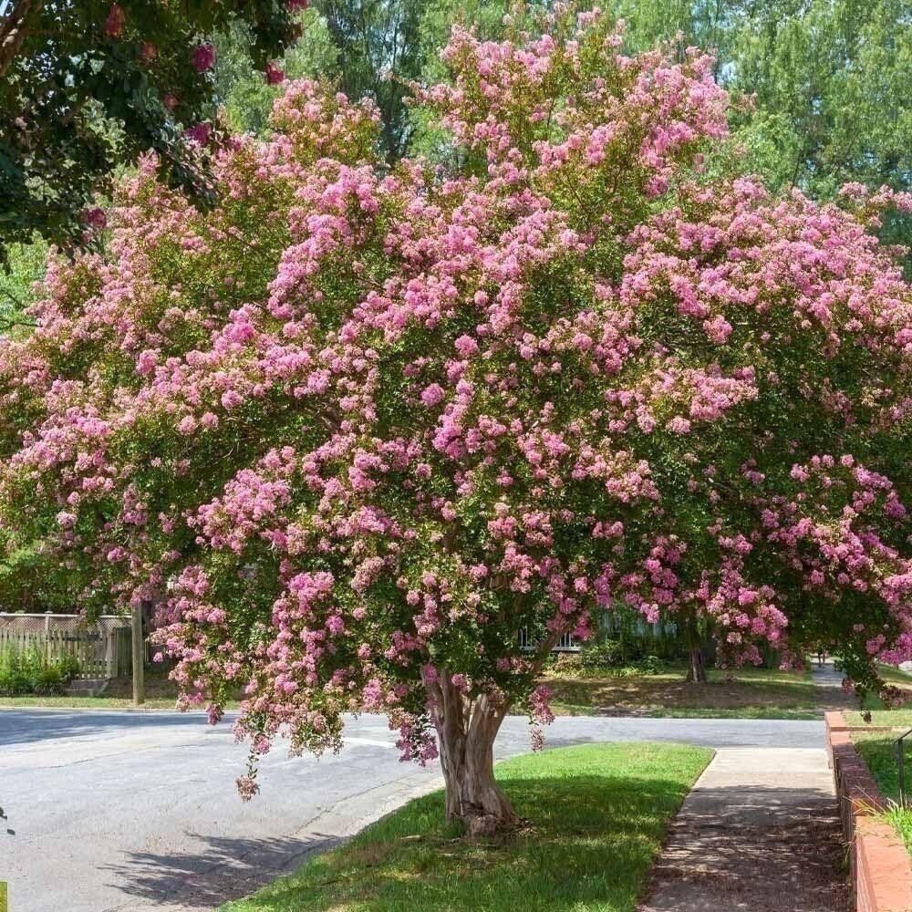 Crape Myrtle Sioux | 2 Inch | Lagerstroemia indica | Summer Blooms | Flowering