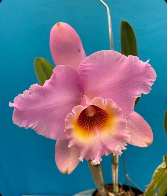 Rlc George King Serendipity X Pamela Ann Oliveros Byrd Orchid Eros Hybrid 4” Pot