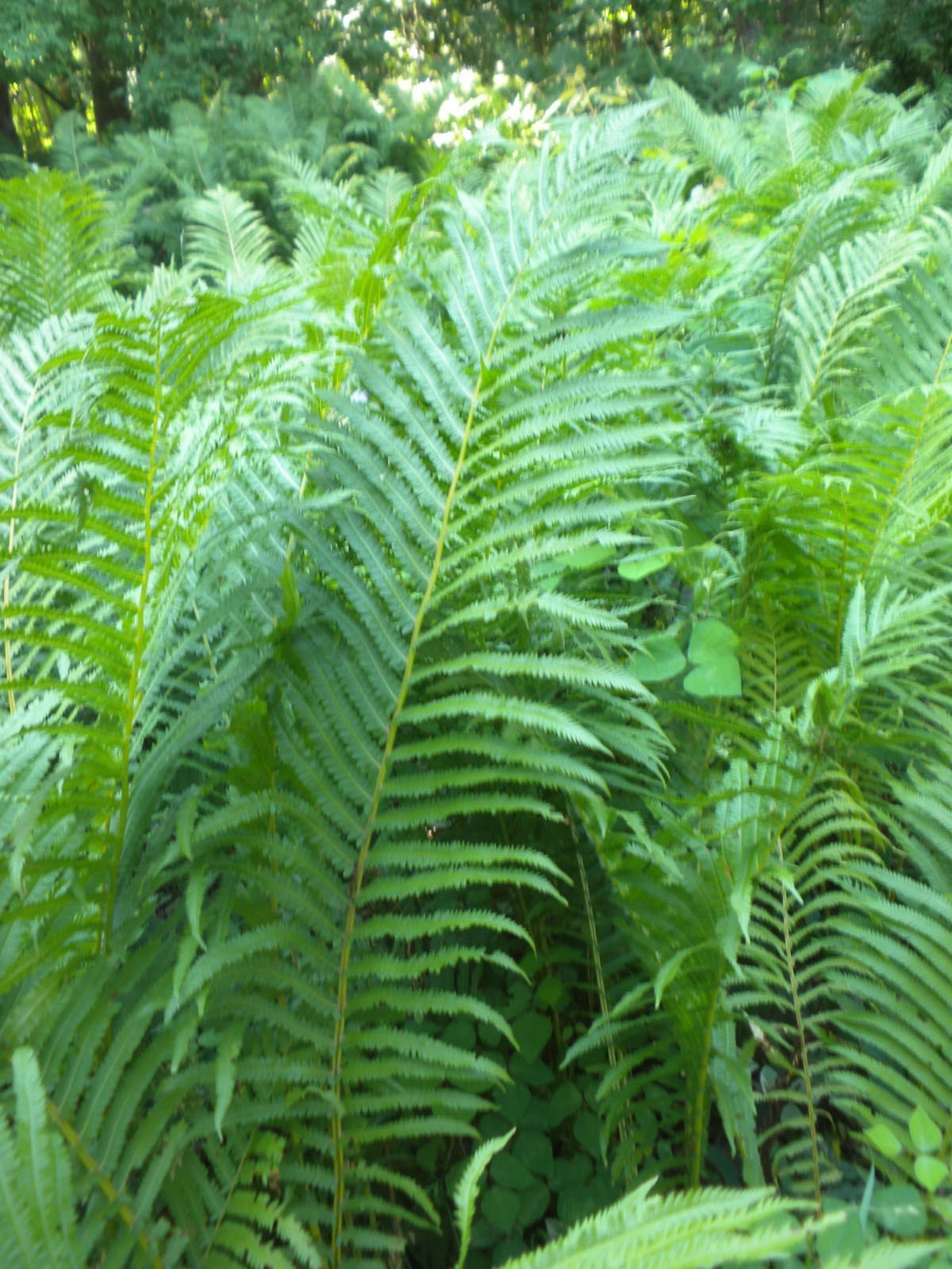 Ostrich (Cinnamon) Fern Crown Home Grown Woodland Bare Root Fern