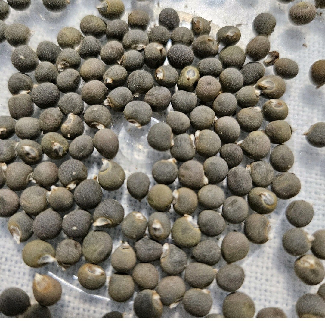 6 type of Seeds. Butternut squash, okra, Malabar Spinach,Kabocha, seminole gourd