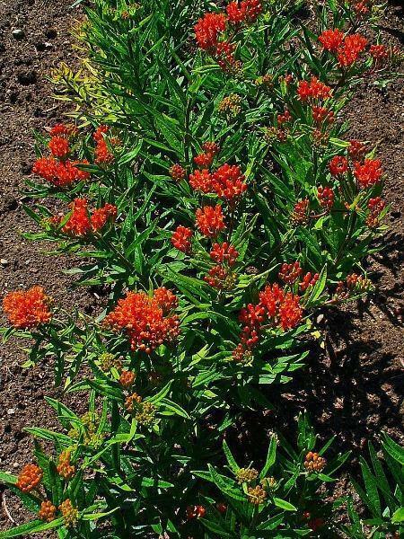 Asclepias tuberosa | Orange Milkweed | 150 Seeds