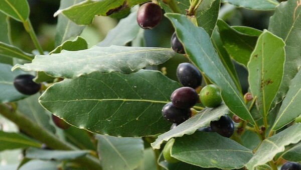 Bay Leaf Tree – 5-6″ Tall Live Plant, Seedling, Sweet Bay Laurel, Laurus nobilis