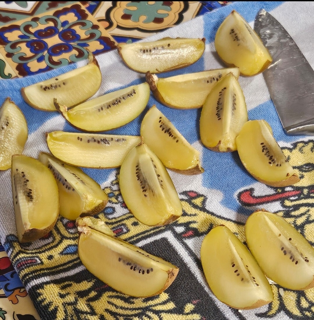 Sungold Golden Kiwi (50 seeds) / RARE / EXOTIC / DELICIOUS / Florida Grown
