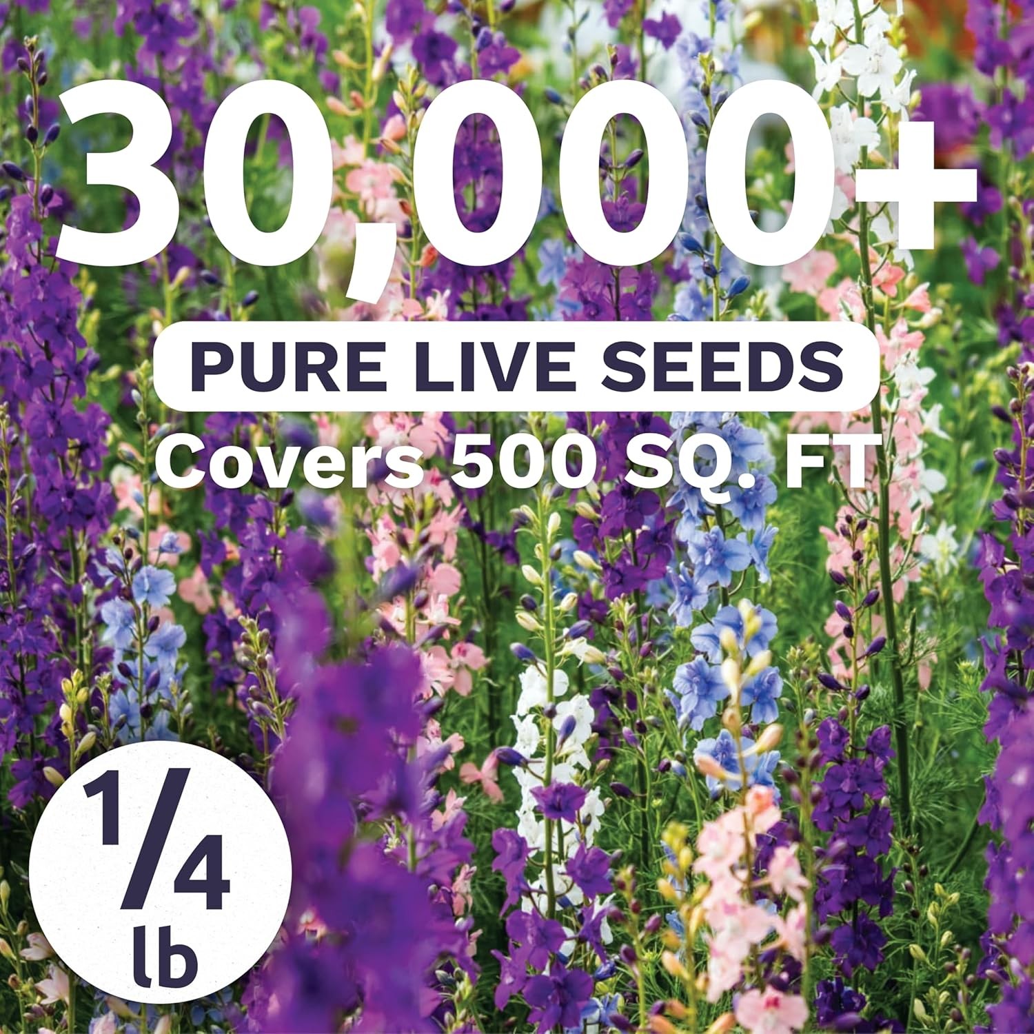 Rocket Larkspur – Imperial Mix – Bulk 1/4 Pound Bag (30,000 Seeds)