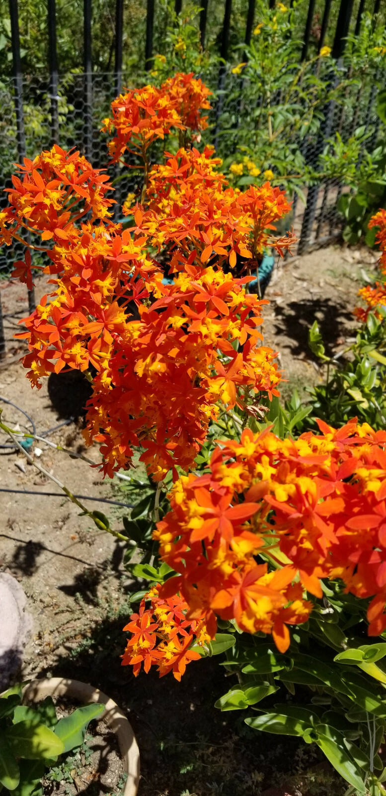 Epidendrum ORCHID 5pcs Rooted Radicans Orange Yellow/Purple cluster Flower