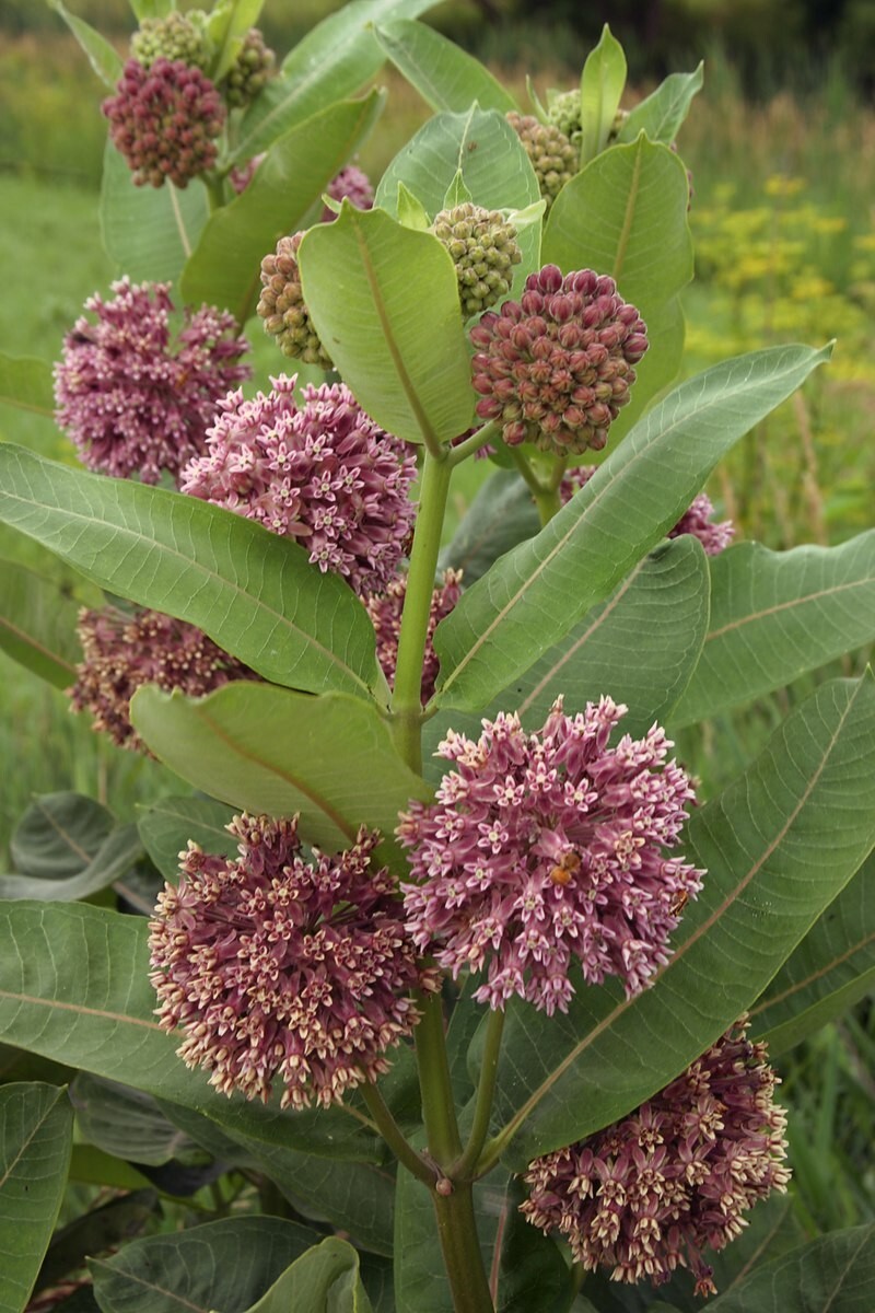 Common Milkweed Seeds, Asclepias syriaca -Farm Heirloom Seed, Natural No Chems!