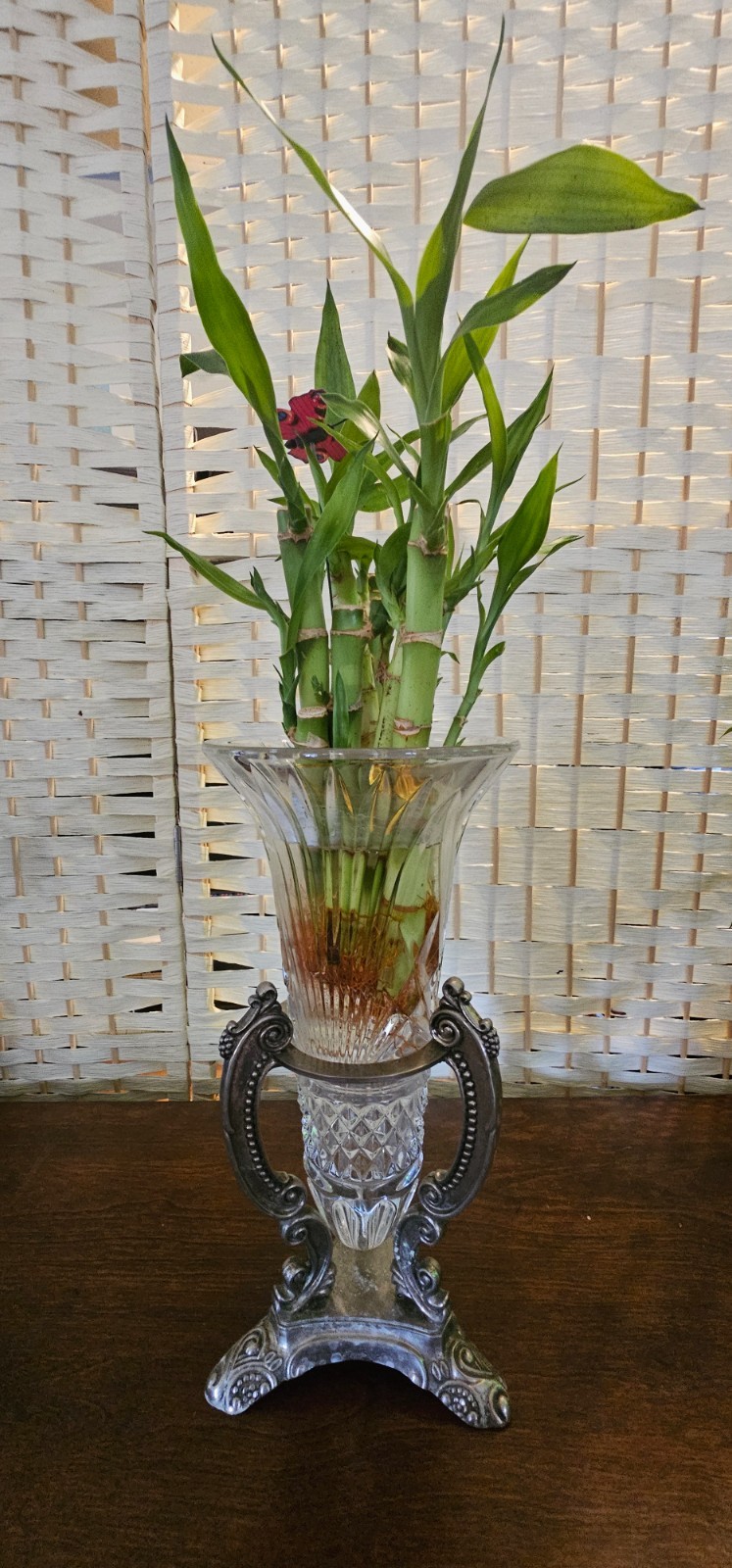 Live LUCKY BAMBOO – Ten 6″ stalks (Great Gift, EASY TO CARE FOR, houseplant)