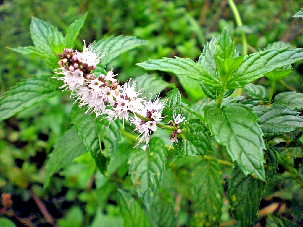 300+SPEARMINT Seeds Organic Herb Mint Tea Patio Container Vegetable Garden Easy