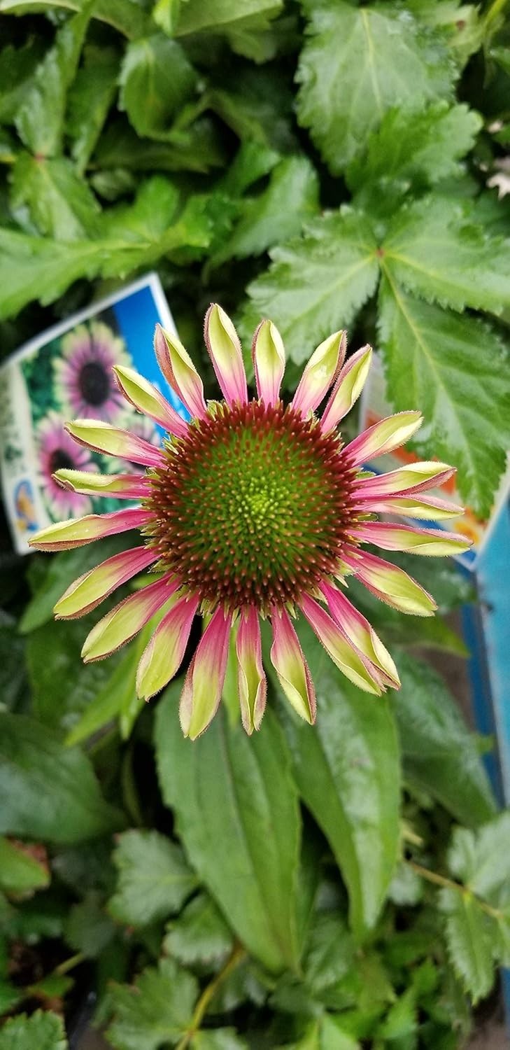Pollinator Magnet Plant – Echinacea Green Twister – 1 Count