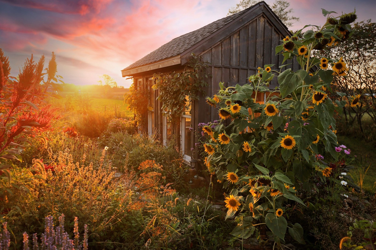 10 Early MAMMOTH RUSSIAN SUNFLOWER Helianthus Annuus Flower Seeds