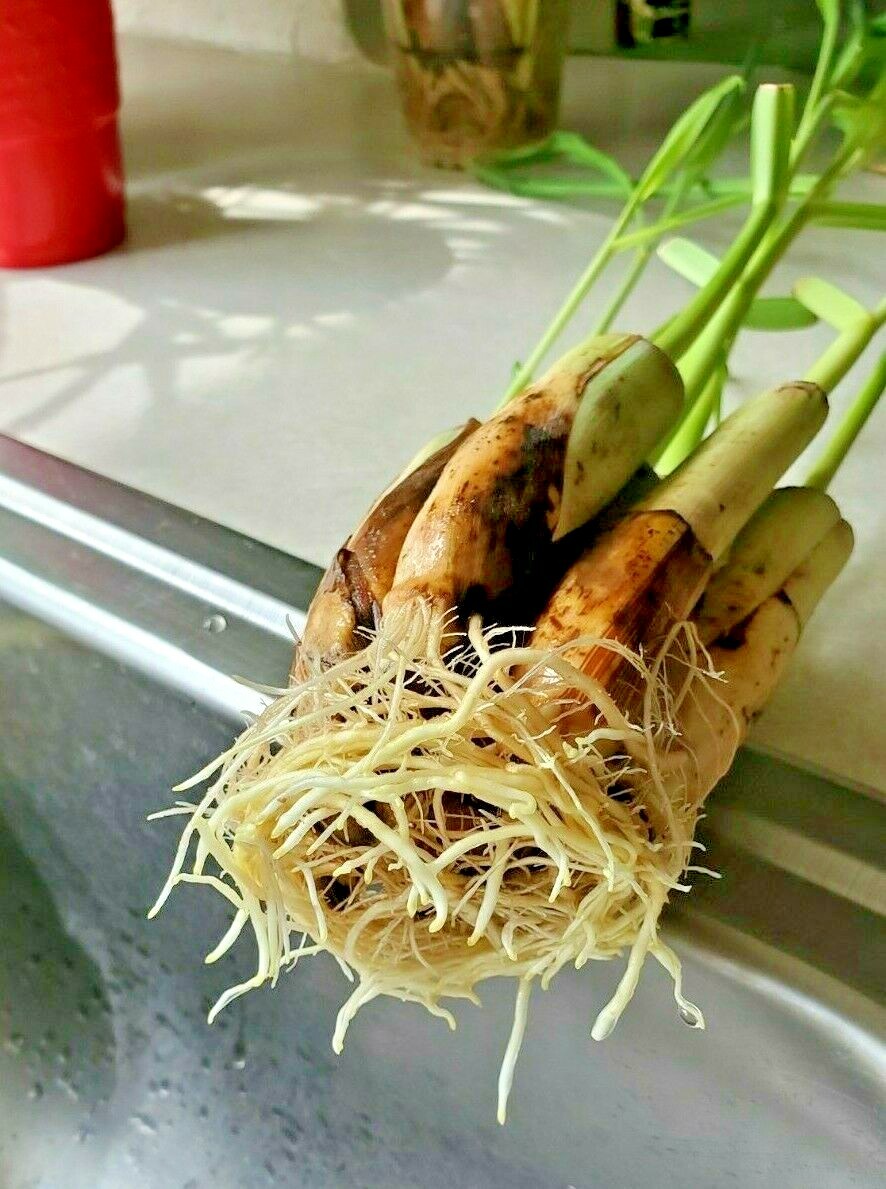 5 Lemongrass LIVE ROOTED STALKS READY TO PLANT, Mosquito Repellent, CITRONELLA