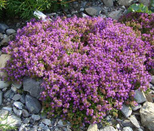 CREEPING THYME Thymus Serpyllum – 30,000 Bulk Seeds