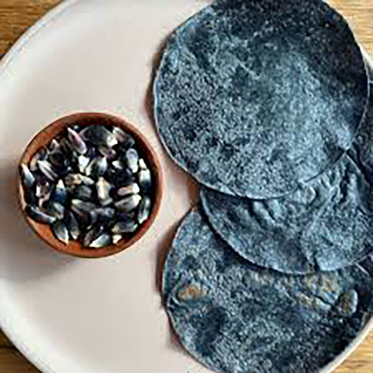 Tlaxcala Cónico Blue MEXICAN HEIRLOOM Corn seeds (30) / TORTILLA CORN / RARE