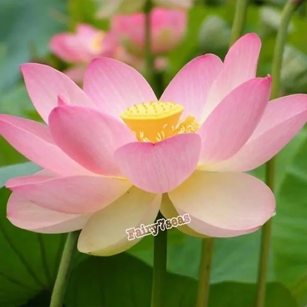 10 Lotus Nicked Seeds – Nelumbo Nucifera – Sacred Lotus Pink
