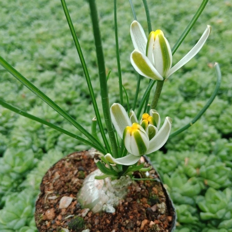 1 Perfume Orchid Bulb, Sweet Scent Sentinel Flowers, Easy Bloom Perennial