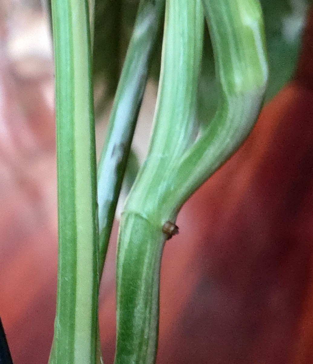 Rare Monstera Lechleriana Albo variegated 17″Tall Not Philodendron Anthurium