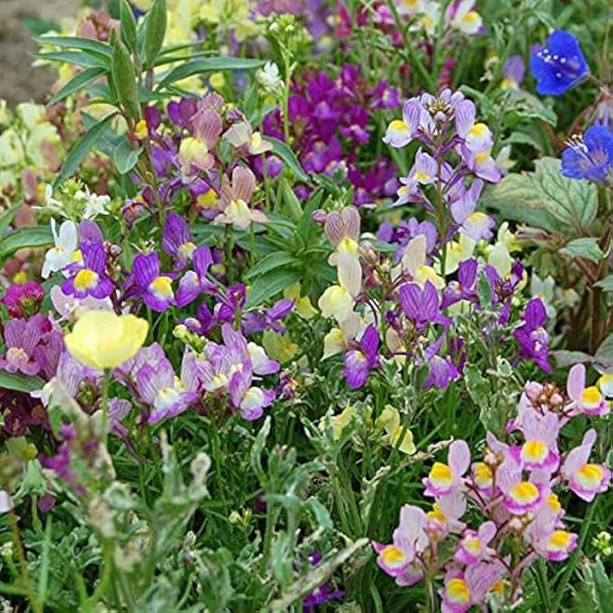 Snapdragon Fairy Bouquet Seeds 2000+ Dwarf Flower Linaria Maroccana USA FREE S&H