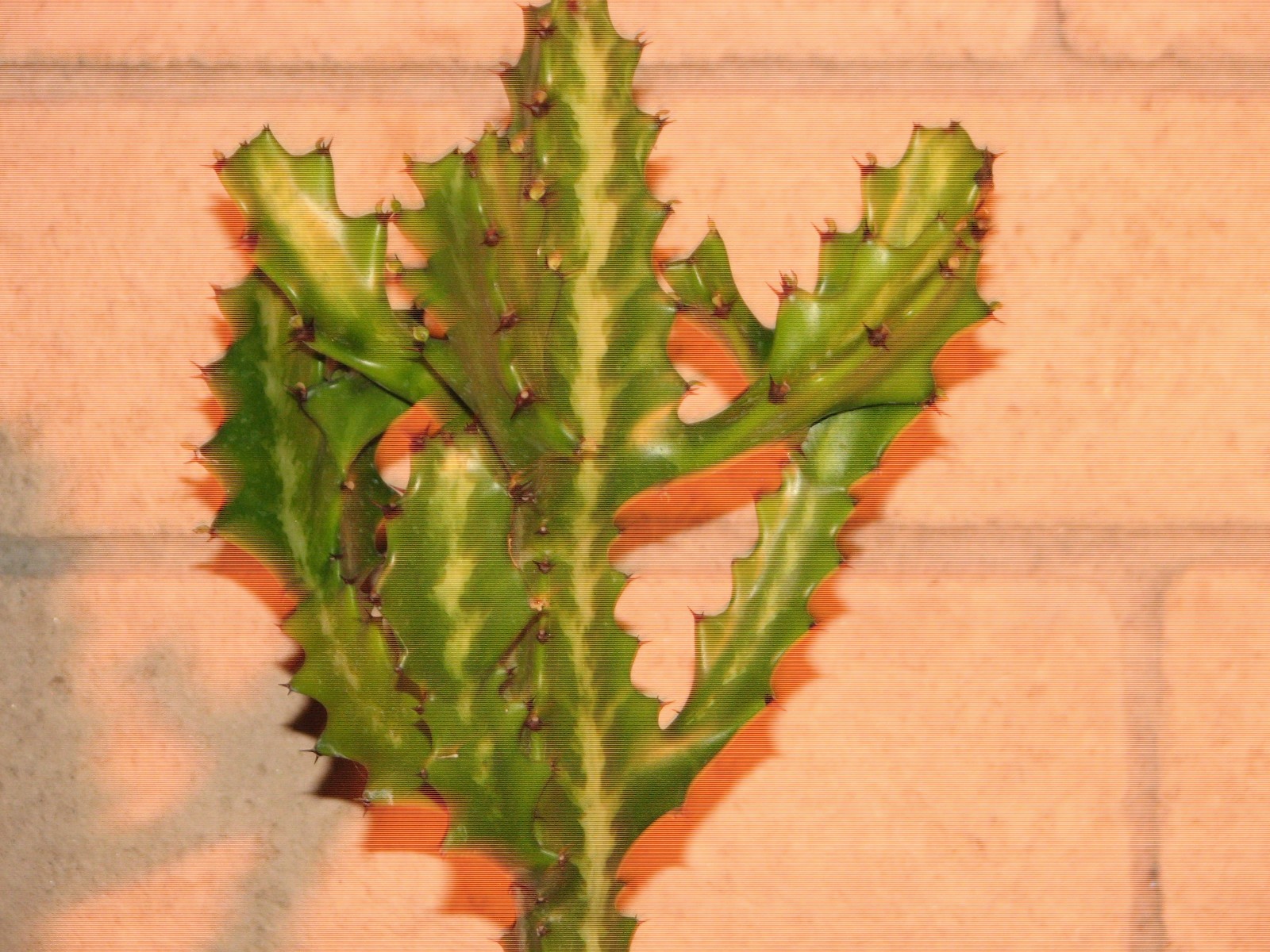 16 in. Euphorbia Grandicornis Striata?, Lactea?, succulent plant, variegated