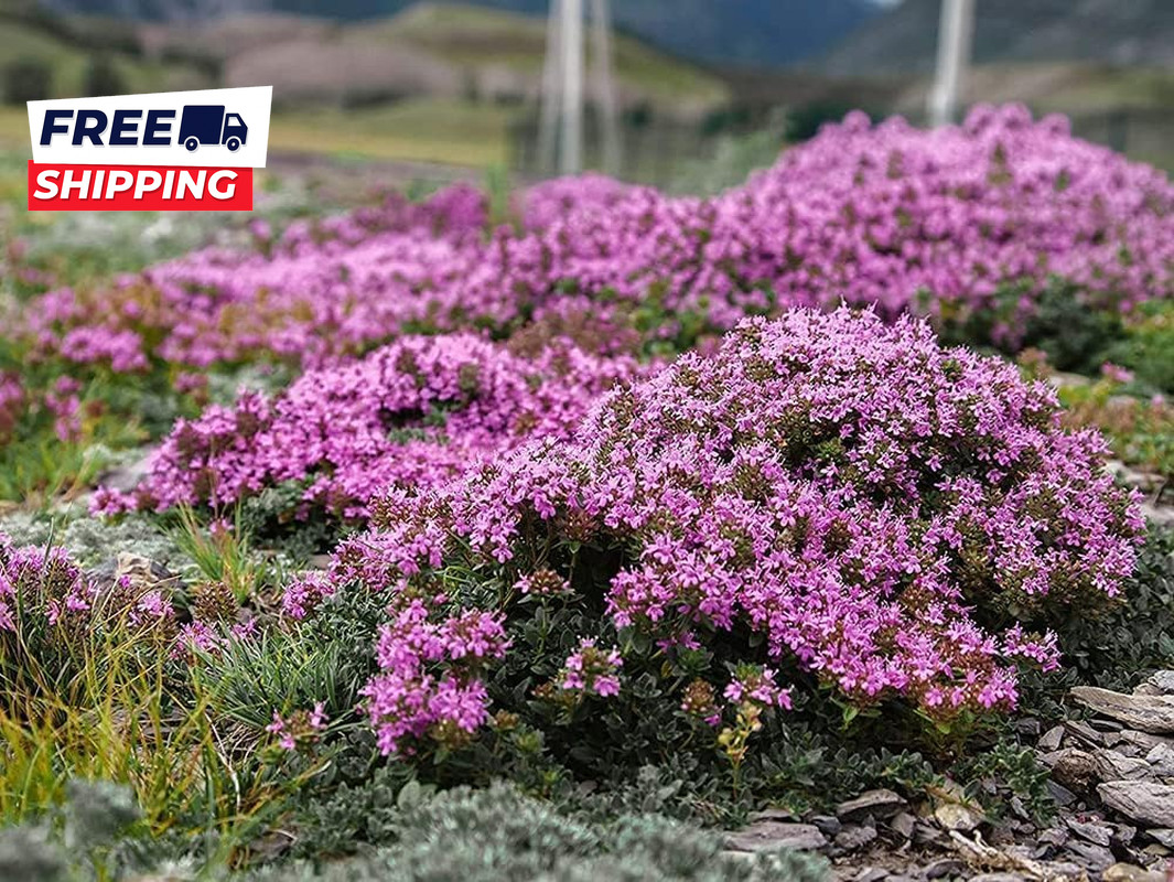 10000 Mix Creeping Thyme Seeds Wild Creeping Thyme Seeds for Planting