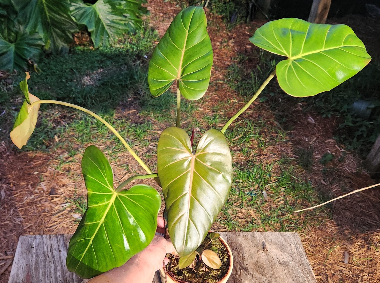 Philodendron Summer Glory Plant in 5″ Pot 14″ Tall 20″ Wide