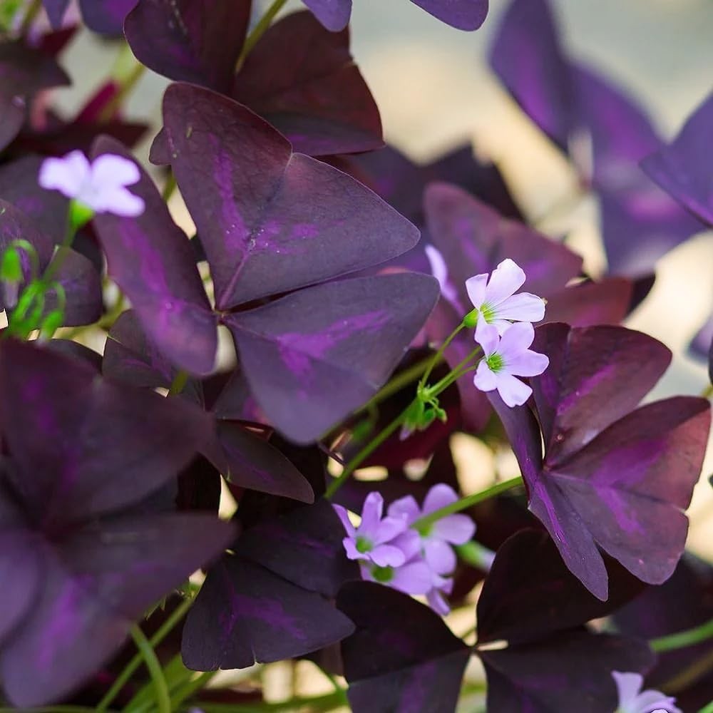 12+ Purple Oxalis Triangularis Bulb Flowers for Planting Indoors or