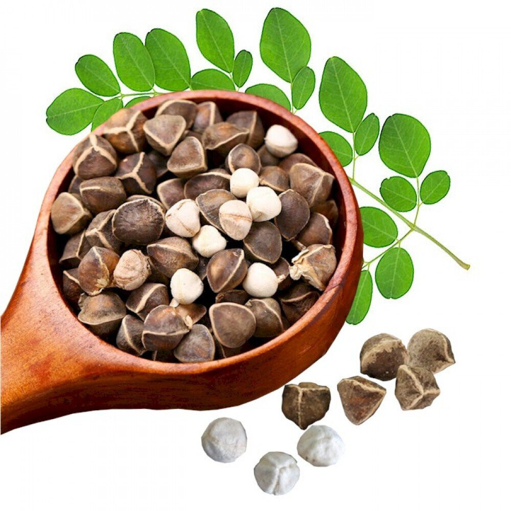 Organic Moringa Oleifera Drumstick Seeds Non-GMO (Chùm Ngây)