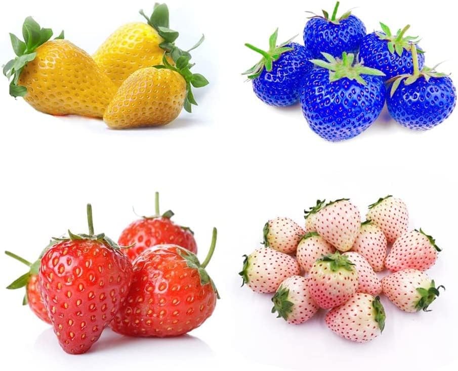 800 Mixed Strawberry Seeds – 4 Colors – Non-GMO Heirloom Perennial Mix
