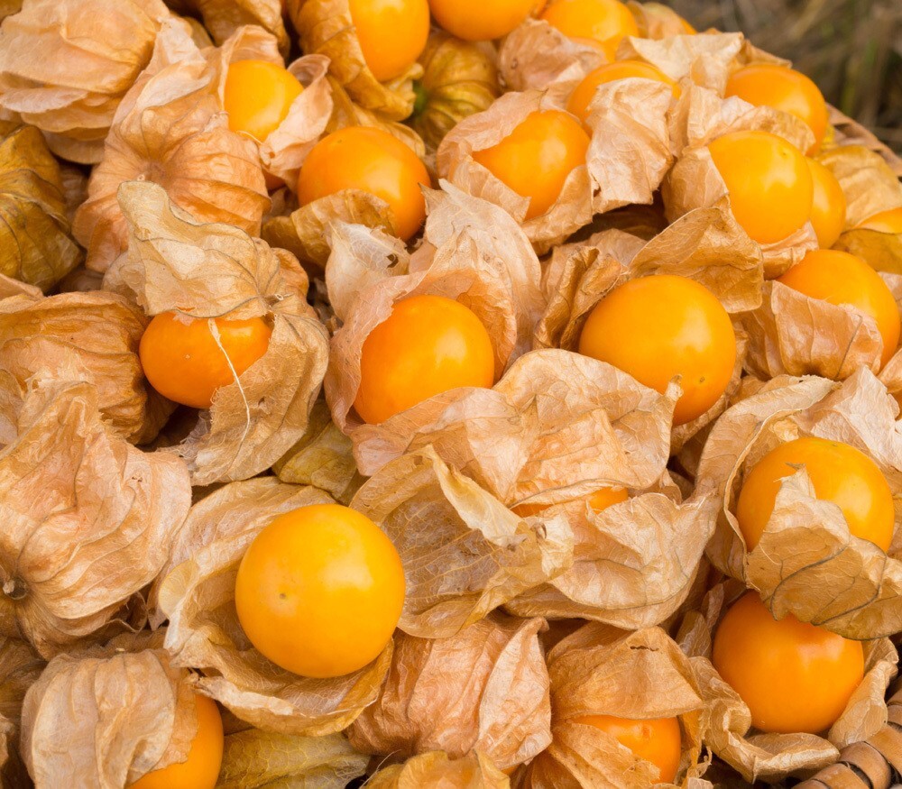 50+ CAPE GOOSEBERRY SEEDS —————————- RARE