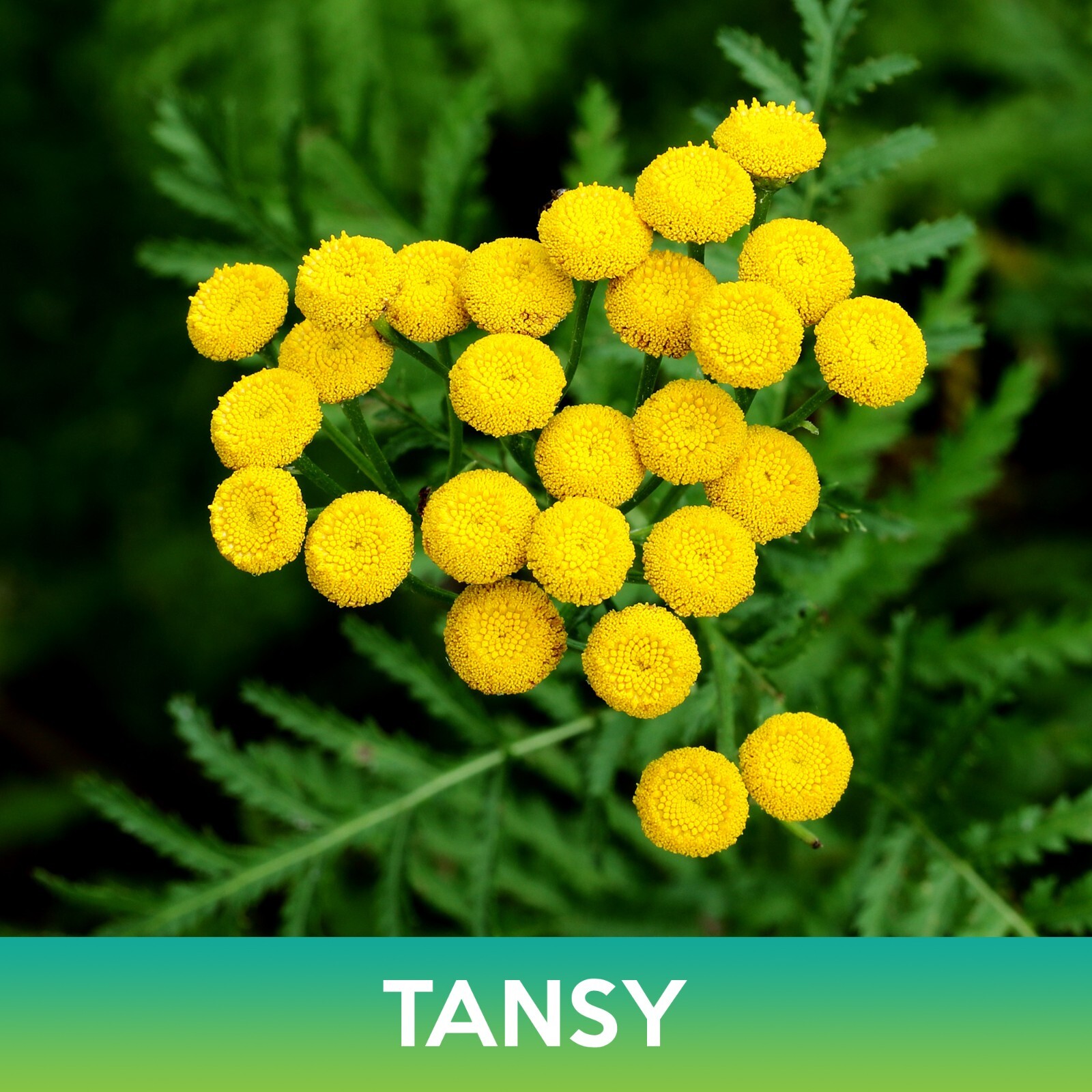 Tansy Flower Seeds, Tanacetum Vulgare