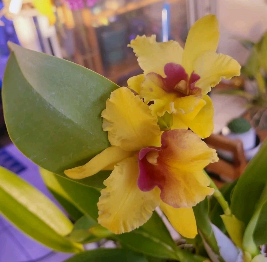 Rhyncholaeliocattleya Spanish Eyes X Laelia aurea ‘Sun’s Up’ Mounted Division