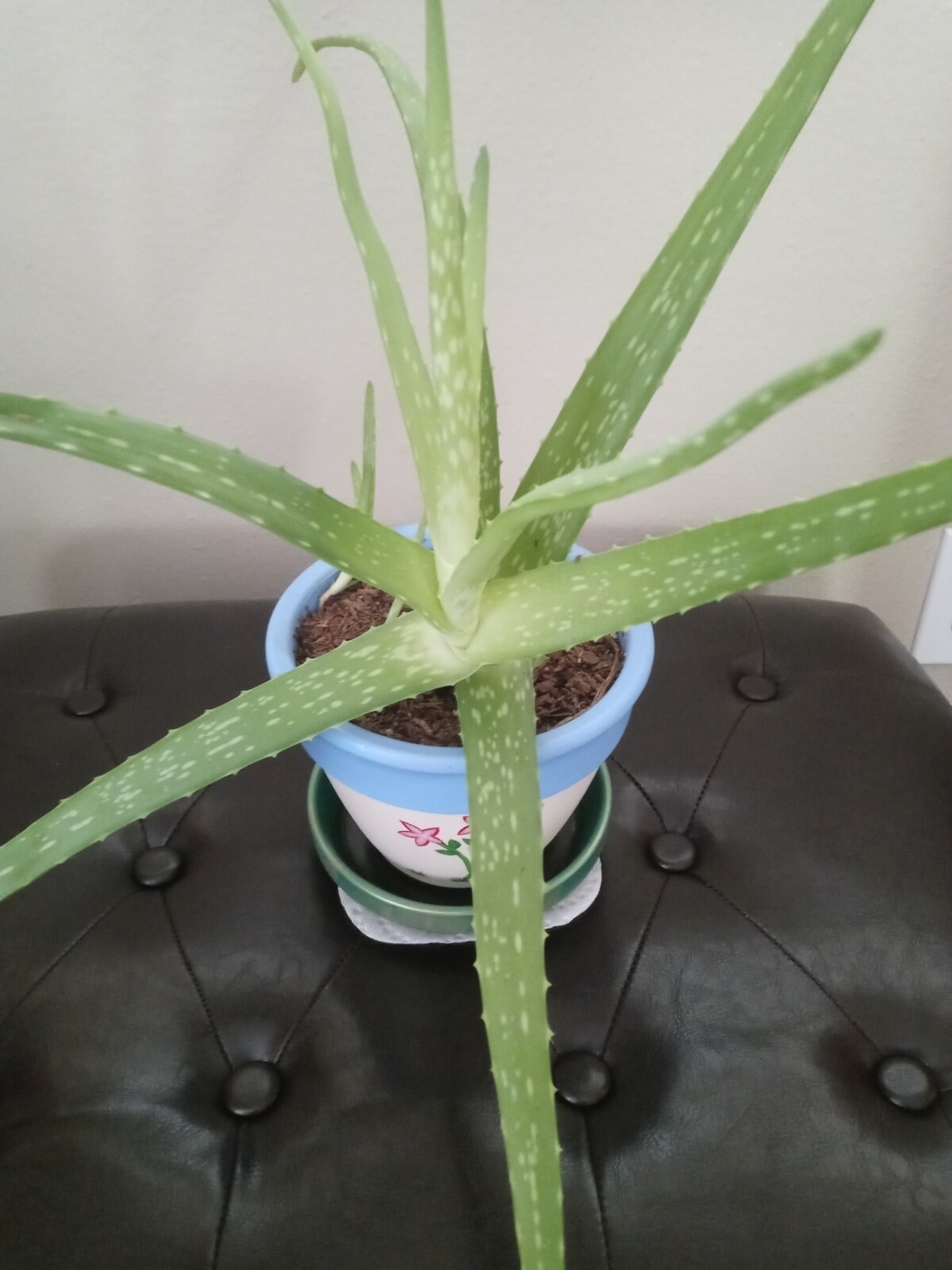 Aloe Vera (barbadensis) Mature medium to large sized Live Single Plant