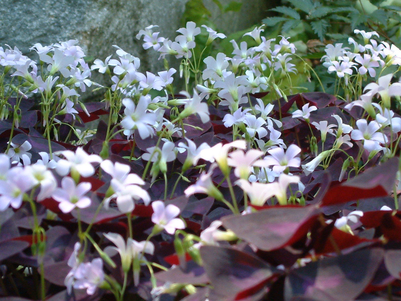 7 Blooming size Bulbs of Purple OXALIS / Wood Sorrel / Shamrock GOOD LUCK Plant