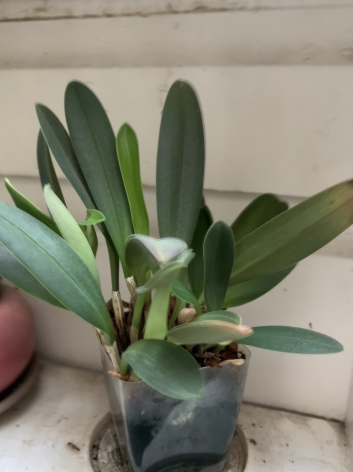 Masdevallia elephanticeps