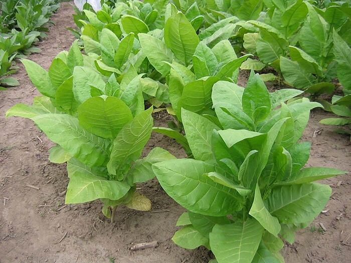 1000 Burley 9 Nicotiana Seeds ~ Drought Resistant Non-GMO Nicotiana Tabacum