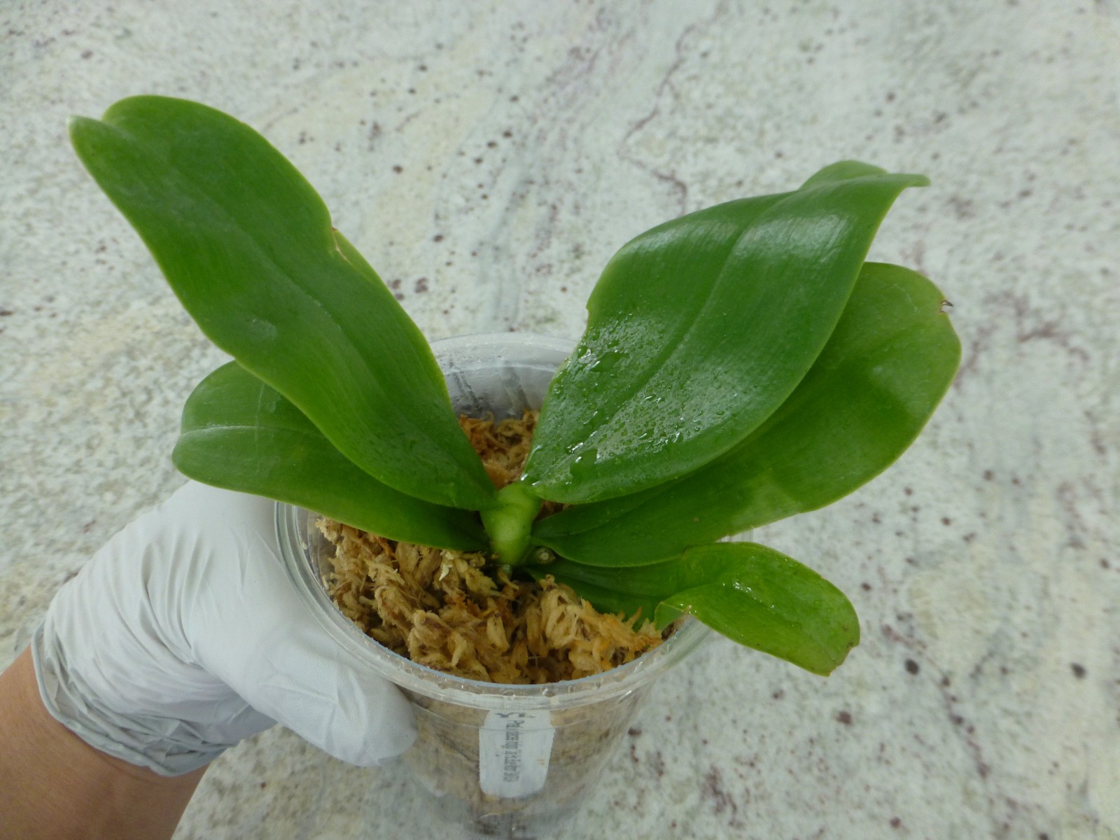 Phalaenopsis Orchid Phal. violacea indigo ‘Jia Ho Blue Moon’ In 3.5″ Pot
