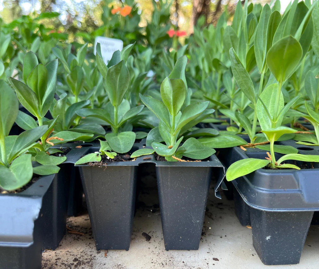 Voyage 2 Lavender Lisianthus Plug Plant – 2-4″ Tall – Lavender Double Blooms