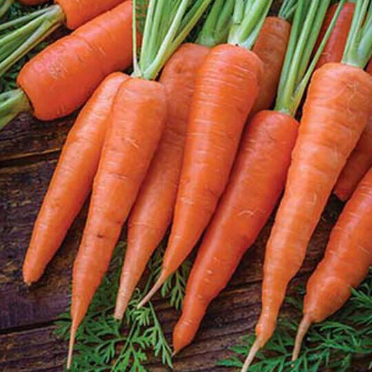 300 DANVERS CARROT SEEDS ~ heirloomseedguy ~ 2026 ~ NON-GMO
