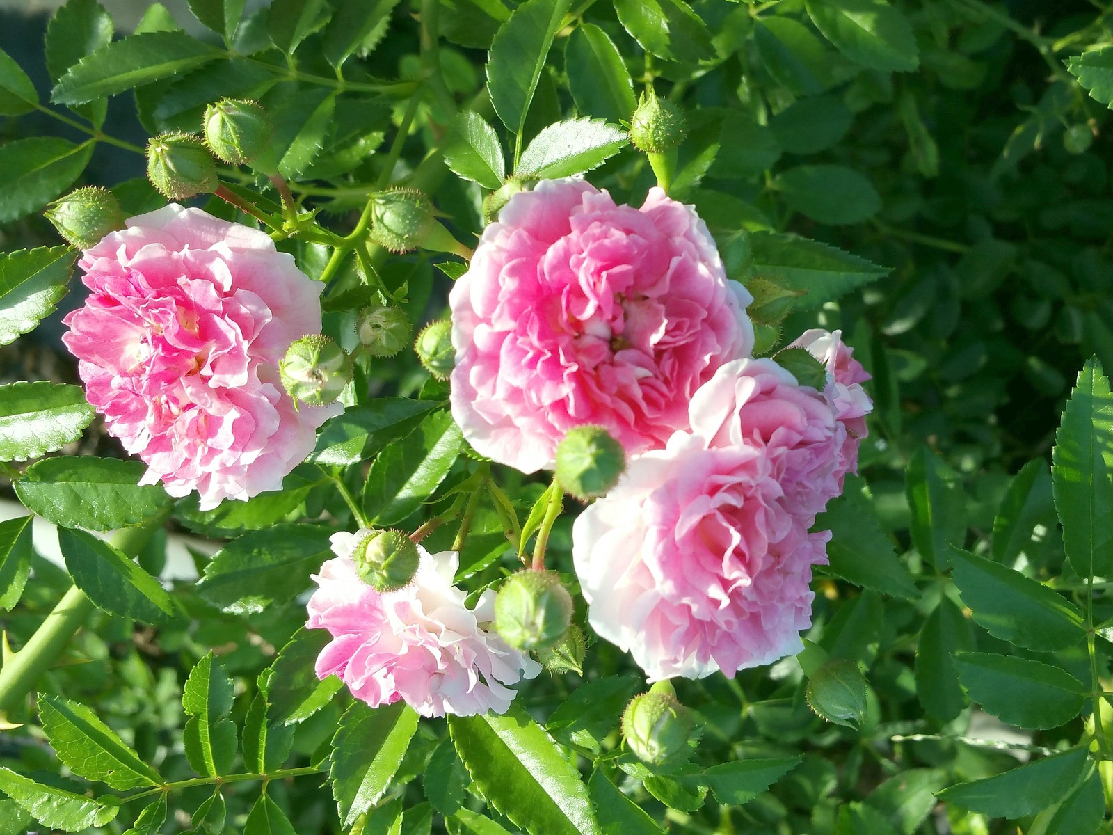 SEVEN SISTERS Old Garden Heirloom Climbing Rambler Rose Bush Plant Double Pink