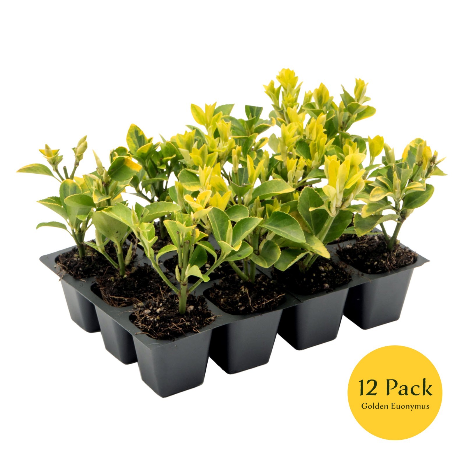 Golden Euonymus, Live Plants in 2.5″ Nursery Cubes, Japonica ‘Aureo-Marginatus’