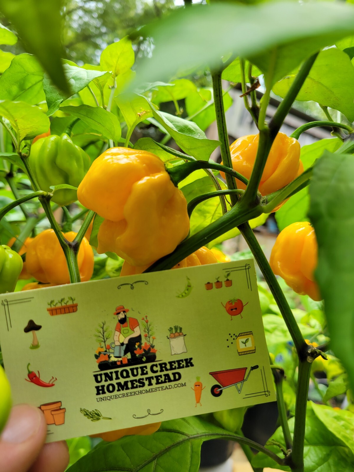 YELLOW Carolina REAPER Super HOT Pepper Seeds 1,500,000+ Scoville SHU Unique