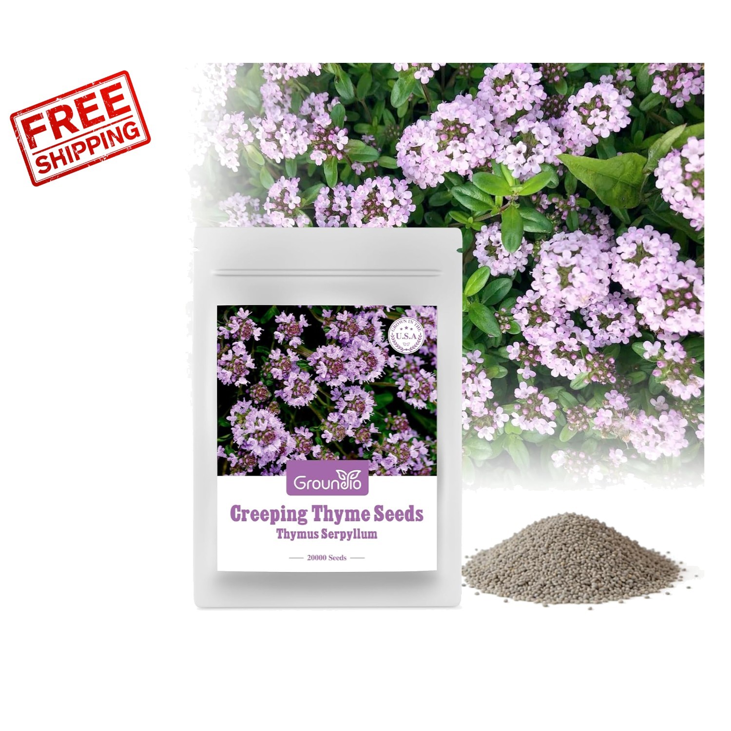 20000+ Creeping Thyme Seeds – Stunning Purple Perennial for Indoor/Outdoor Use