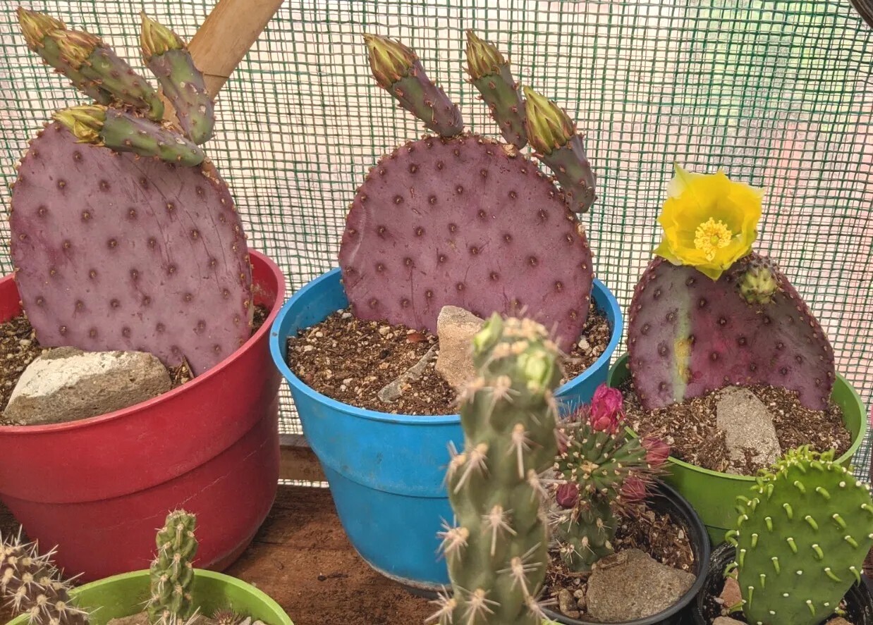 1 Santa Rita Purple Prickly Pear Cactus Opuntia Violacea 1 Cutting 5-6″ Arizona