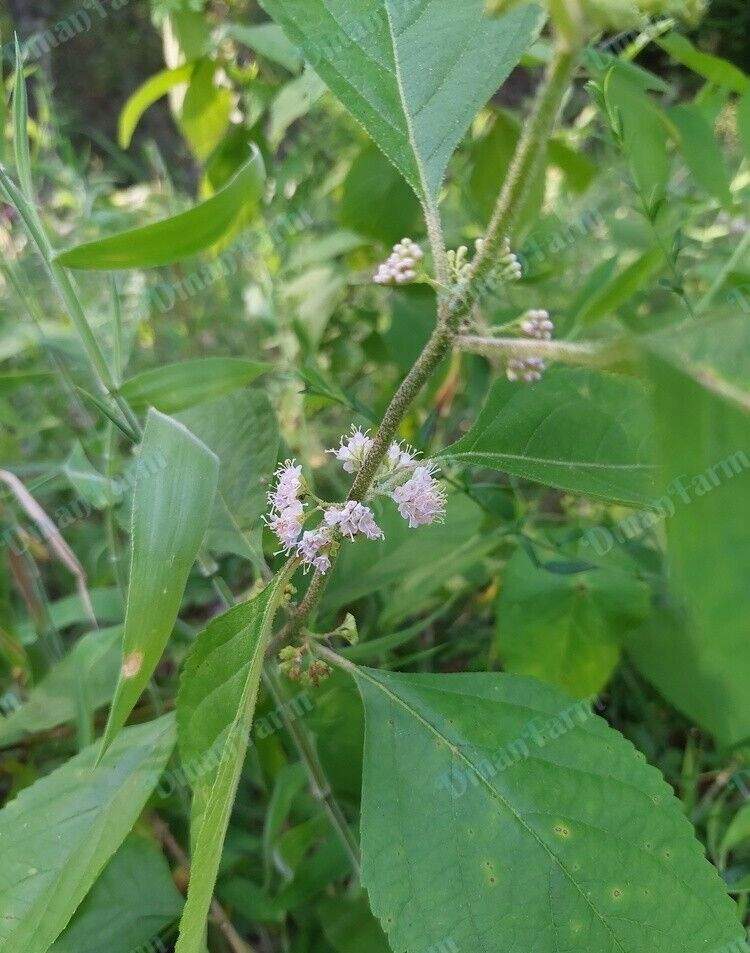 8 FRESH CUTTINGS FRENCH MULBERRY PURPLE BEAUTY BERRY BUSH CALLICARPA AMERICANA