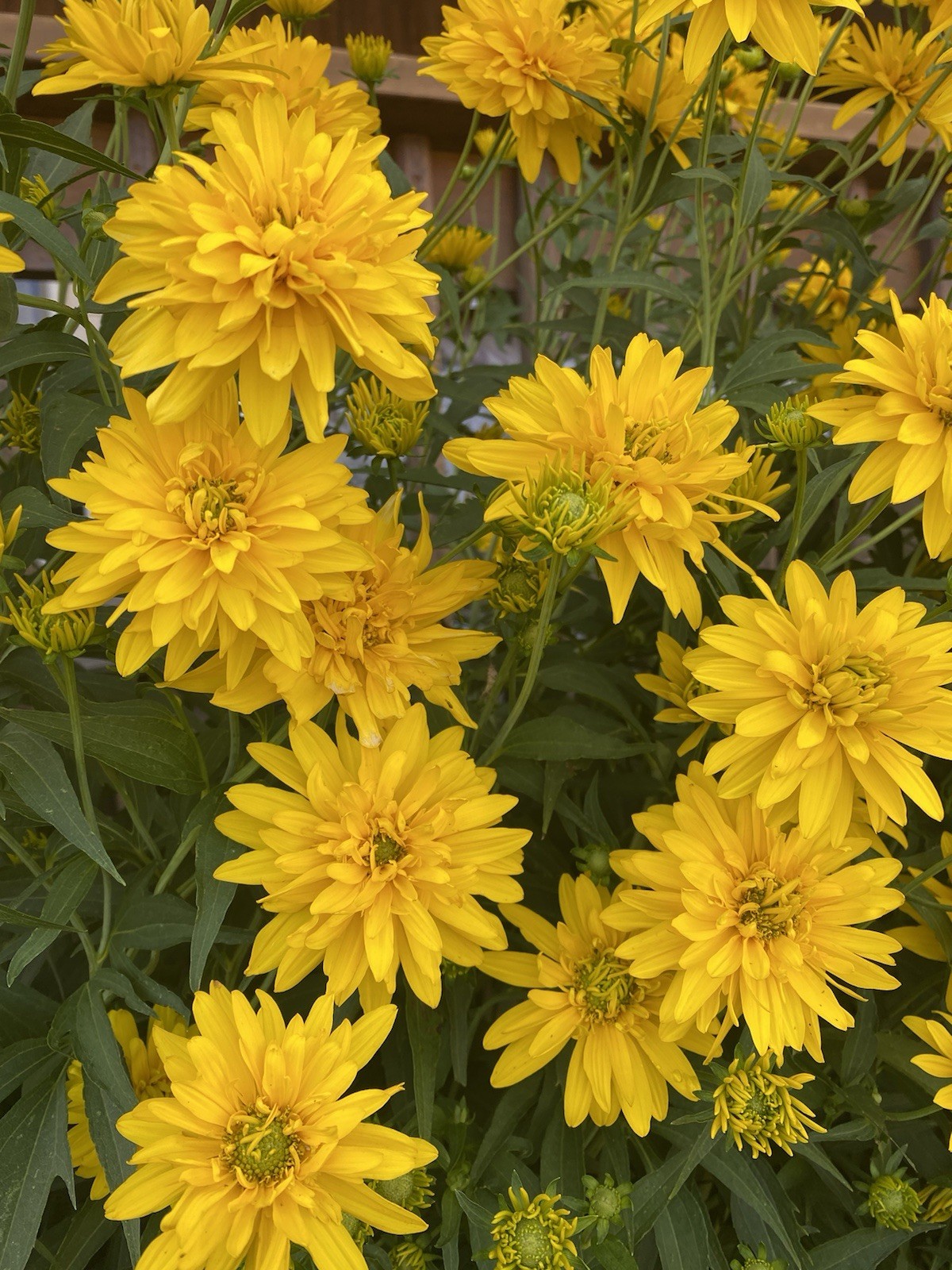 3 Bare Roots Golden Ball Rudbeckia Old Fashion Freshly Dug For Immediately Plant