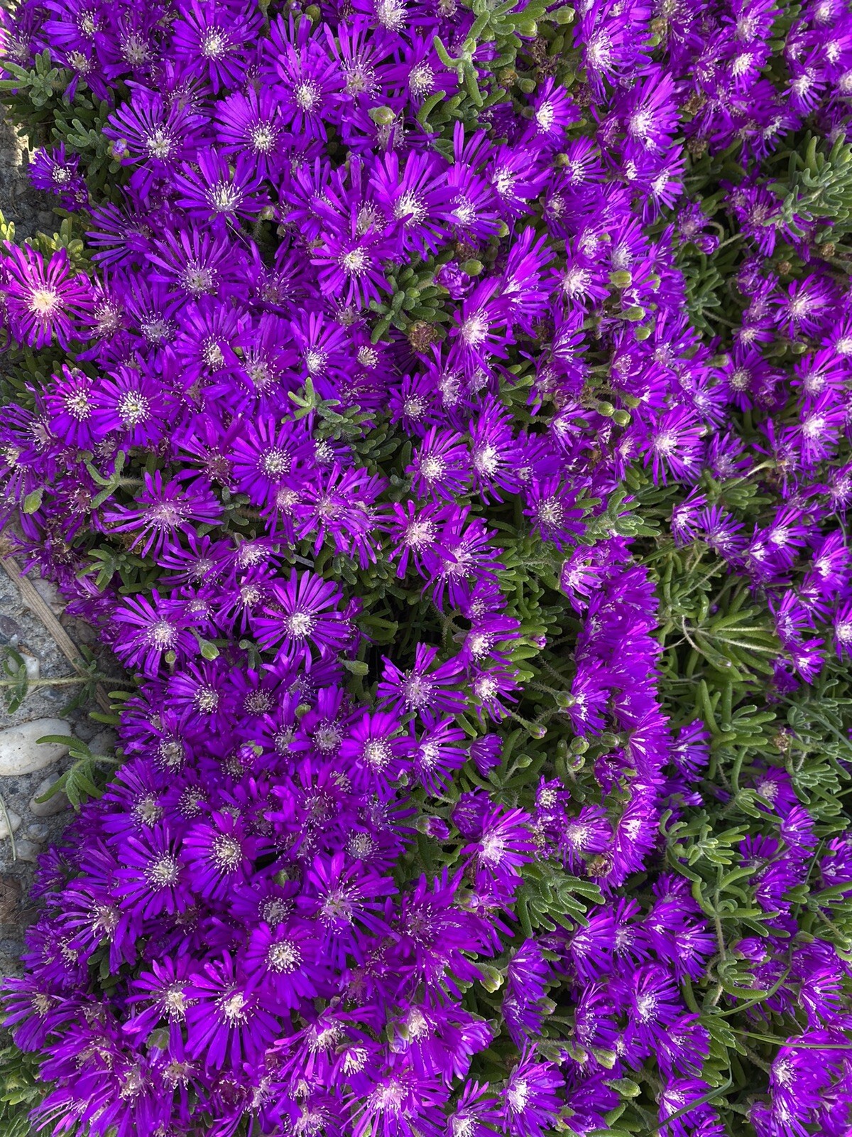 10 cuttings Creeping Ice Plant Purple/Pink Ground Cover RARE Cactus Succulent
