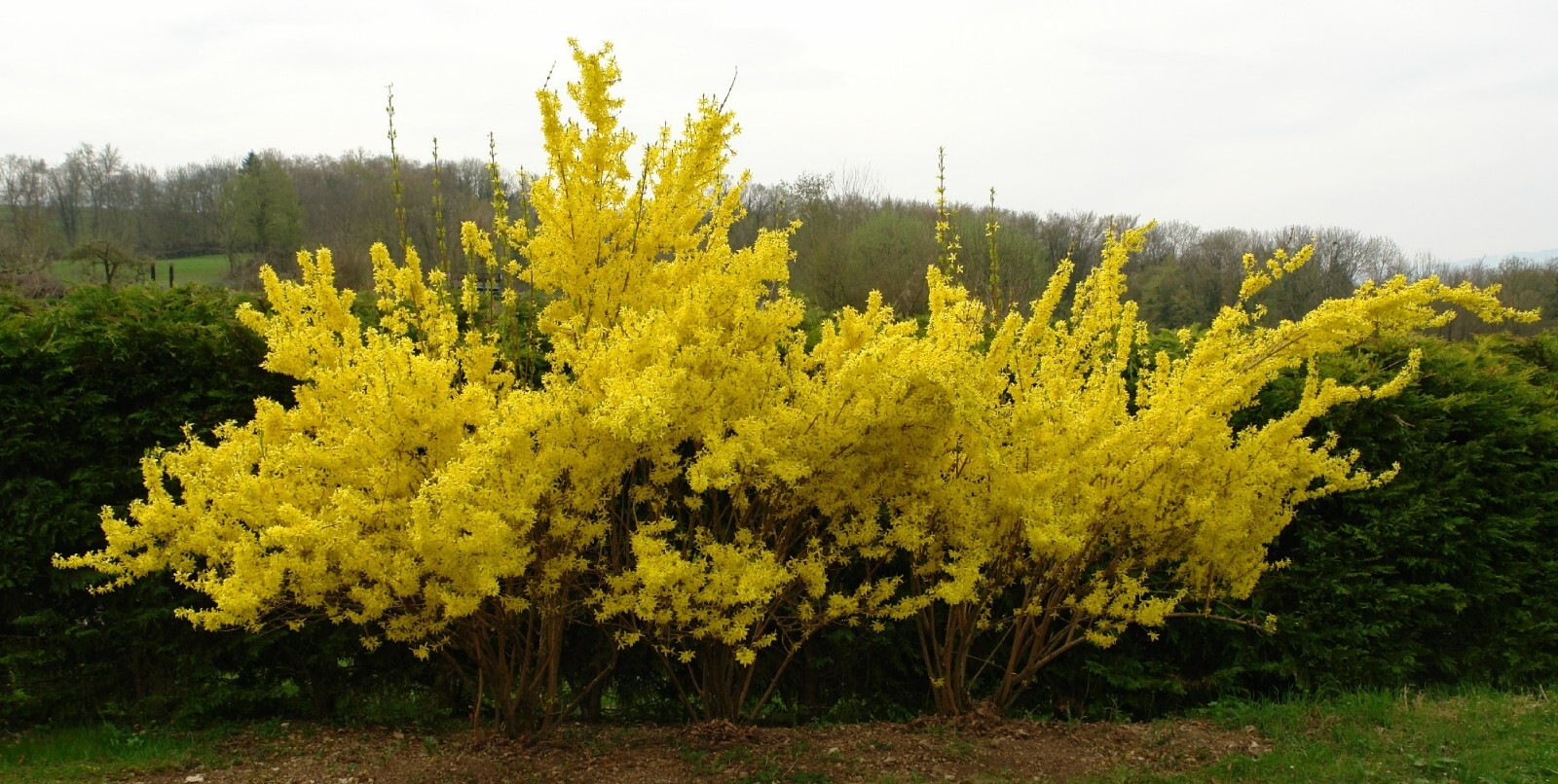 Weeping Forsythia {Forsythia suspensa}20+ seeds Free Shipping!