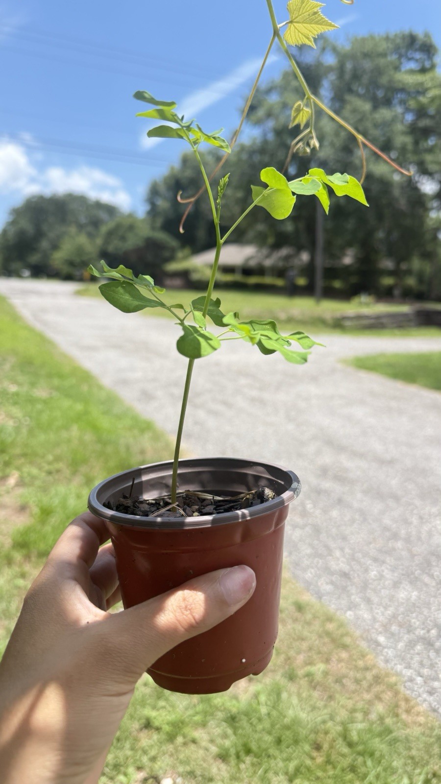 1 Moringa Oleifera Tree Seedling Fast Growing Pollinator Friendly