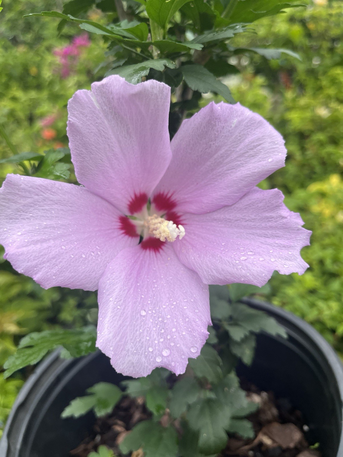 Beautiful purple Hibiscus In 2 Gallon Pot Medium Size 20-24 In